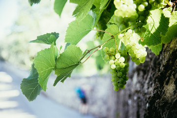 Ripe Vine grapes on a farm, Italy