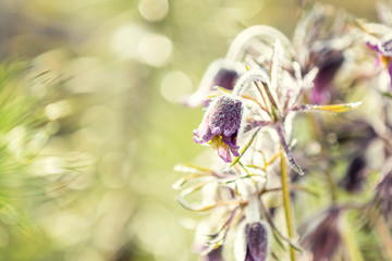 Eastern pasqueflower, prairie crocus, cutleaf anemone (Pulsatilla pratensis)