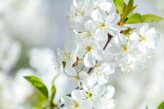 Spring background art with white cherry blossom