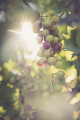 Ripe Vine grapes on a farm, Italy