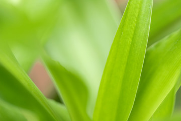 Closeup of nature leaves green blur. In the spring Under the morning light. Use as background and wallpapers.