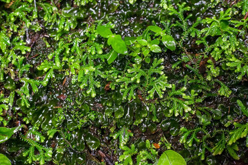 Selaginella plana or Paku Rane plants, asian spikemosses - obrazy, fototapety, plakaty