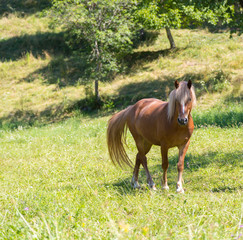 Curious, beautiful brown horses at a paddock
