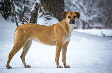 a stray dog in a snow-covered Park