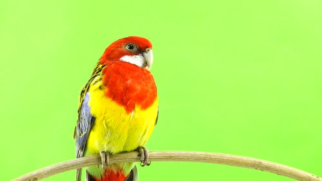 Rosella parrot on a stick on a green screen.