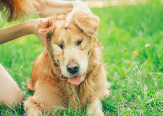 golden retriever in spring park for a walk