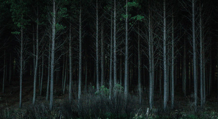 forest dark