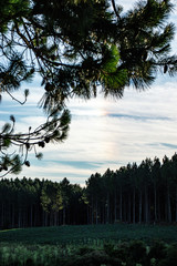 Arvores em dois planos c&eacute;u em um