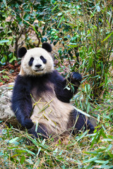 Fototapeta na wymiar Giant panda eating bamboo in China