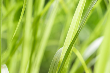 Closeup of nature leaves green blur. In the spring Under the morning light. Use as background and wallpapers.