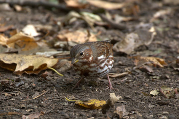 Fox Sparrow in forest