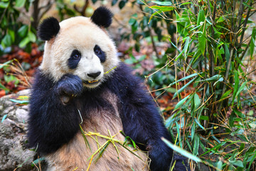 Giant panda eating bamboo in China