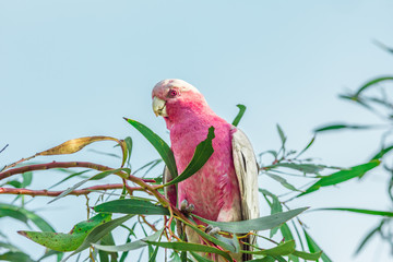 Lorikeet in eukaliptus tree © Jeol