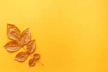A blank yellow background with place for text. Copy space. Yellow autumnal leaf as a decoration. Concept composition