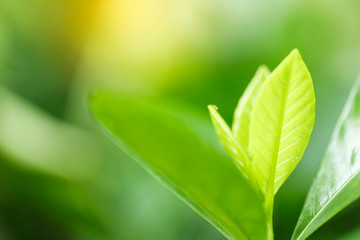 Closeup of nature leaves green blur. In the spring Under the morning light. Use as background and wallpapers.