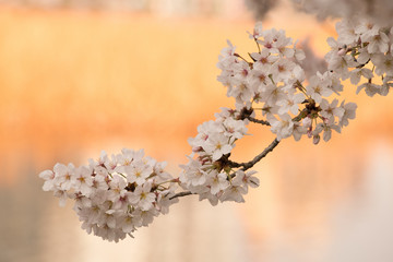 japan sakura cherry blossom background