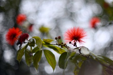 Red powder puff (calliandra haematocephala) in the garden, Colombia