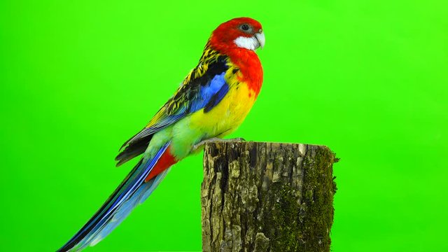 Rosella parrot on hemp on a green screen.