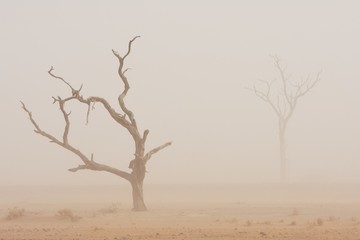 Akazie im Sandsturm im Namib-Naukluft-Nationalpark in Namibia