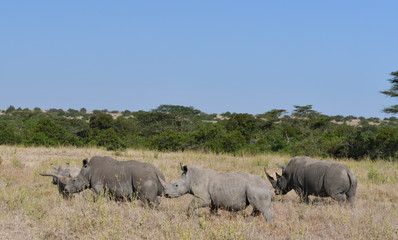 Fototapeta premium Grupa nosorożców w Kenii