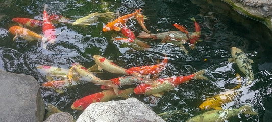 koi fish in pond - 242295037