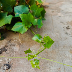 green ivy on the wall