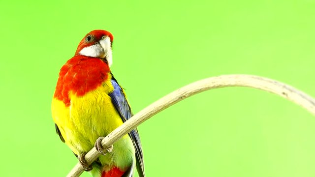  rosella parrot isolated on green screen