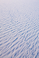 Animal Tracks in a gypsum sand dune of White Sands, New Mexico