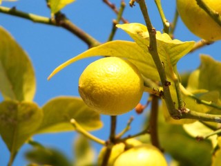 Fresh Lemons on the Branch