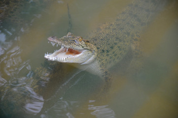 A small crocodile lifted its head out of muddy water and opened its mouth. Crocodile surrounded by congeners. View from above.