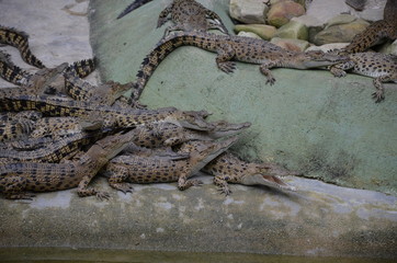 Many small crocodiles lie in a pile at the edge of water. Side view