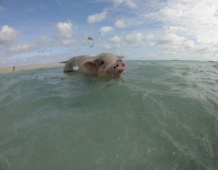 Fototapeta premium Front dome shot of a swimming pig at the Major Cays in the Bahamas Islands.