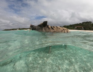 Wide dome shot of a swimming pig, a popular tourist attraction at the Major Cays in the Bahamas 