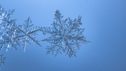 Beautiful snow flake on a light blue background close up