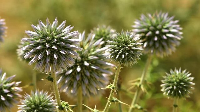 Echinops bannaticus �Star Frost� Thistle gently swaying in the Iranian wind.