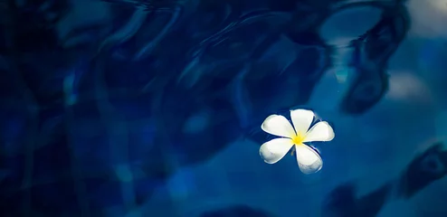 Fototapeten Plumeria floats in water, banner panorama © Smeilov