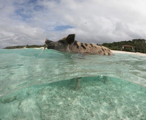 Dome shot of a swimming pig wading in the beach in the Bahamas.