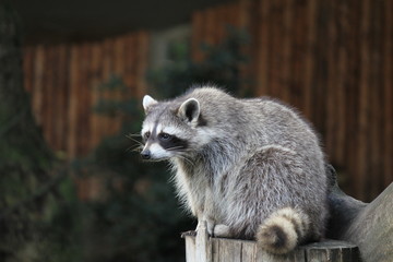 Fototapeta premium a grey raccoon is sitting at a trunk closeup in the zoo