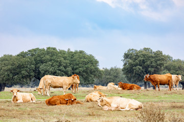 Many cows grazing and resting