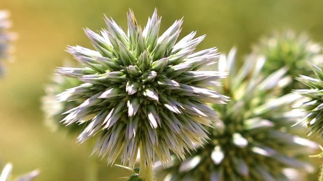Close up of White Globe Thistle, Enchinops bannaticus in Iran