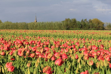 a large bulb field with red tulips and the tower of a church and trees in the background in spring