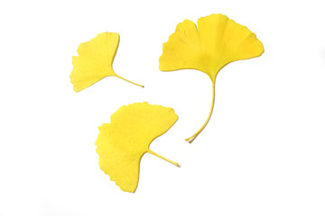 yellow ginkgo biloba leaves isolated on white