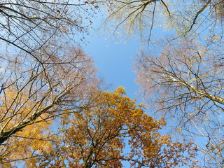 tree with yellow leaves in the sky