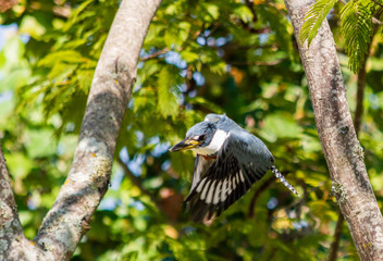 bird flying