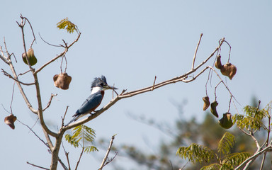 bird on branch