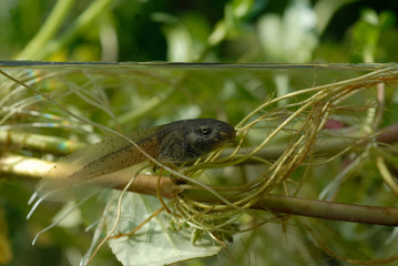 Têtards de Crapaud commun