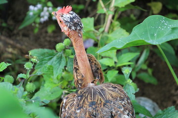 rooster
