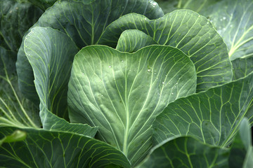 Textured green cabbage leaves growing in the field