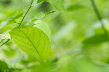 Closeup of nature leaves green blur. In the spring Under the morning light. Use as background and wallpapers.