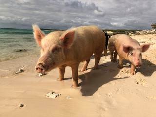 The famous swimming pigs of the Bahamas walking on the soft sands of the Pig Island in the Bahamas  